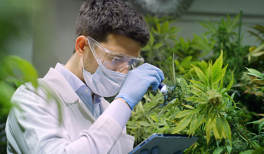 What to Know About OSHA Regulations in the Cannabis Industry