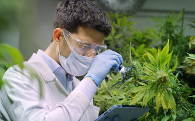 What to Know About OSHA Regulations in the Cannabis Industry