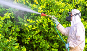 A farm employee wearing a protective suit and respirator while spraying pesticides on fruit trees