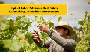 An agricultural worker pruning a grapevine in the summer sun. There's text which reads "Dept. of Labor Advances Heat Safety Rulemaking, Intensifies Enforcement"