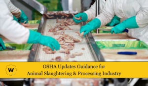 Assembly line workers sorting out chicken wings. Text below reads "OSHA updates guidance for animal slaughtering and processing Industry"